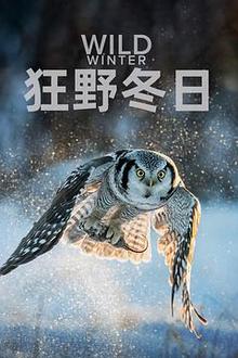狂野冬日第一季