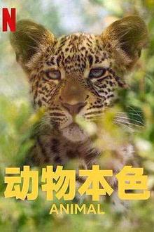 动物本色第二季